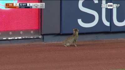 to catch the cat on the baseball field