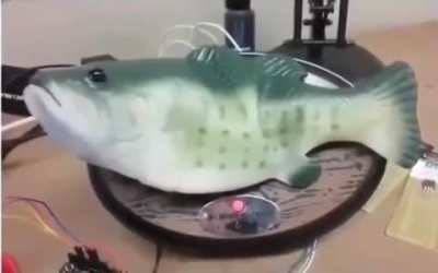 Alexa fish