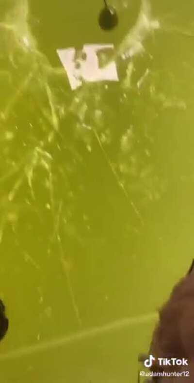 How much does a polar bear weigh?