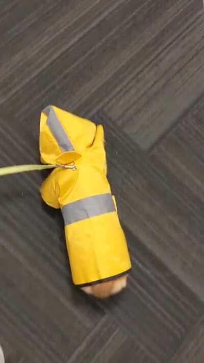 Corgi hates rain, so I got him a coat