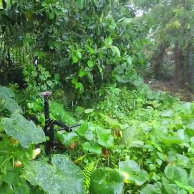 Rain pushed all pumpkin vines growing towards the house.