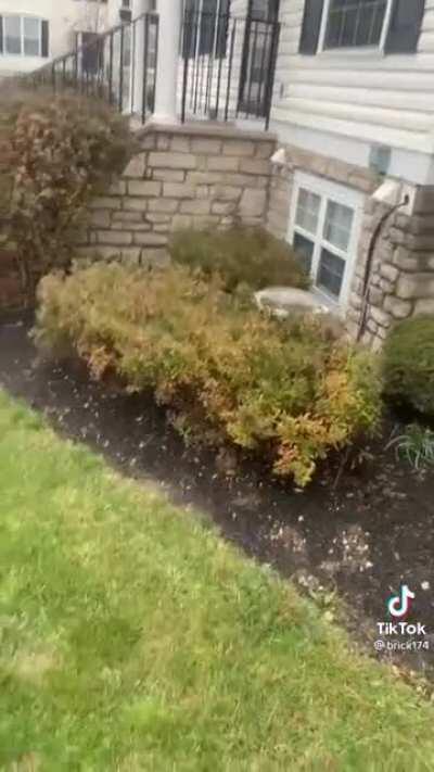 Clean up after your pet...