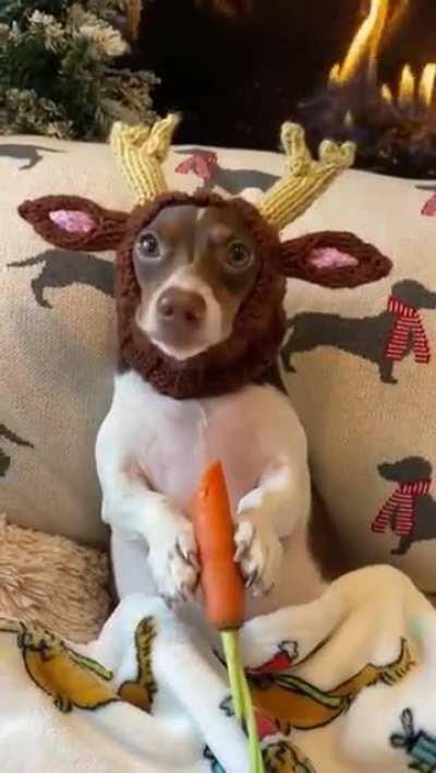 A dog in a hat eating a carrot.