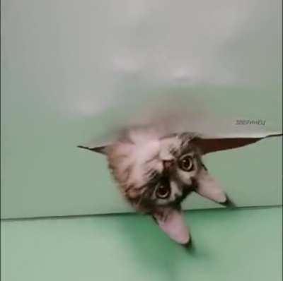 Who's in the ceiling !?