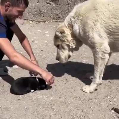 Unit of a dog inspects the puppy