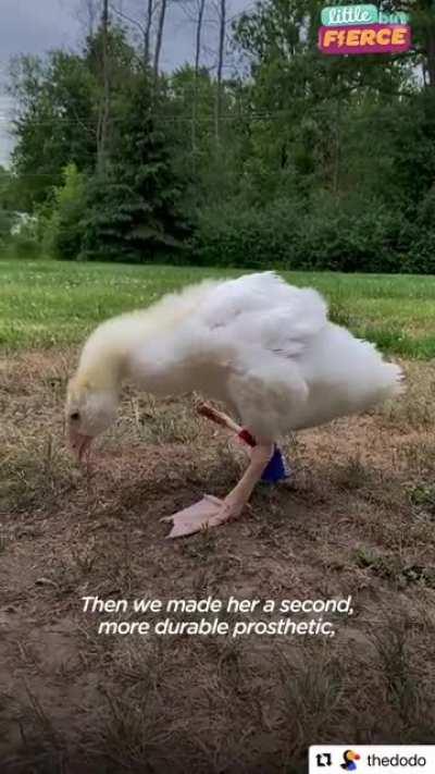 All about Blu at Grey’s Haven Farm Sanctuary