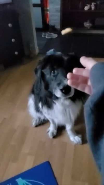 This was our third time trying, with similar results. Such a good boy