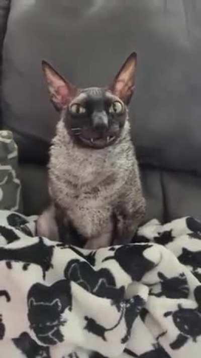 This Cornish Rex cat