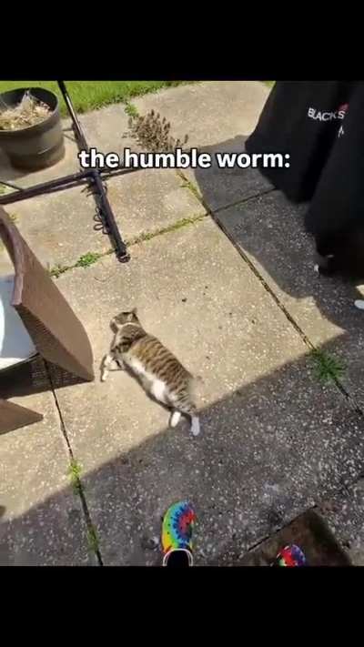 🪱🪱🪱cat of the day 597 would u guys still love me if i was a worm 🪱🪱🪱