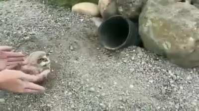 Some adorable little anger rounds.