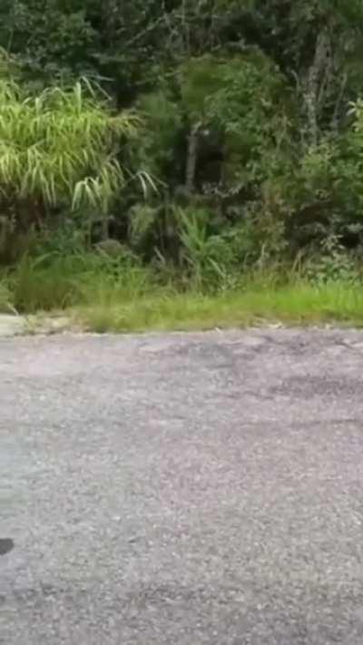 Venomonke, minions of Kĺlyntars