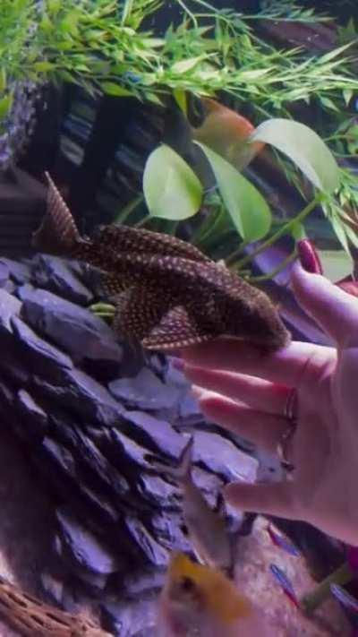 My water puppy Pleco