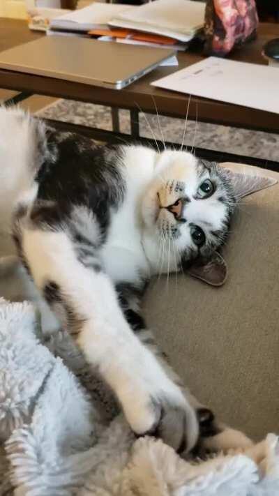 Finn kneads your attention