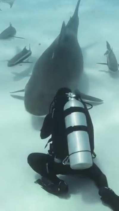 Just a shark and its entourage... (no need to unmute)