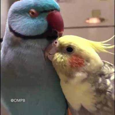 Annnn... I will always love youuuuu! :)