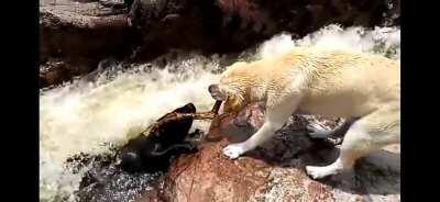 He could've at least helped that poor dog when he was climbing out of the river...