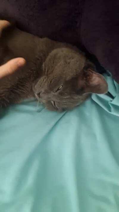 Uma enjoying some snuggles ❤️