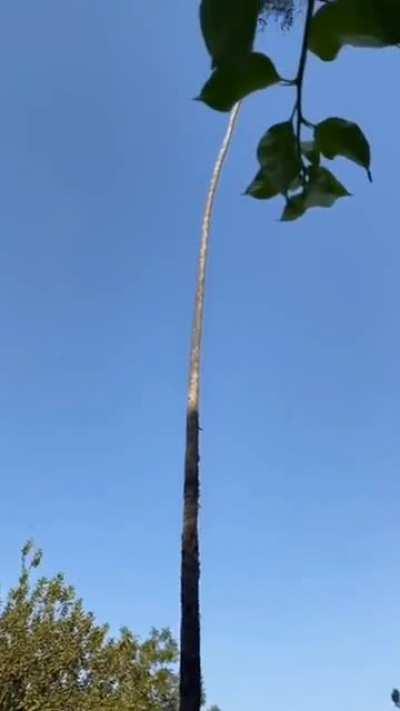 Cutting an insanely tall palm tree
