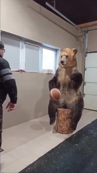 A beary good boy😄