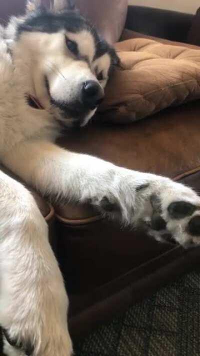 I think I adopted a lawn mower