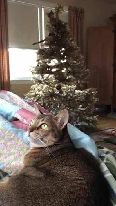 Merry Christmas to the young and the old!