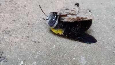 Strange behavior I caught on camera with a Bee. I have no idea what was wrong but I left and never saw it again. I looked for the body afterwards but could not find it. Maybe it lived... Fascinating.