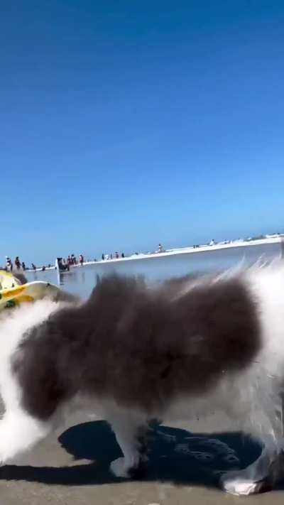 Pineapple hat on the beach 🐱