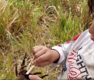 Não tenham medo, é uma aranha fêmea...