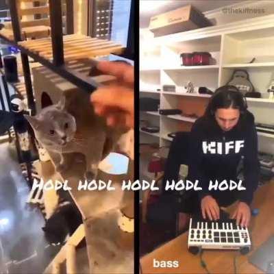 Message from a Roaring Kitty 😺