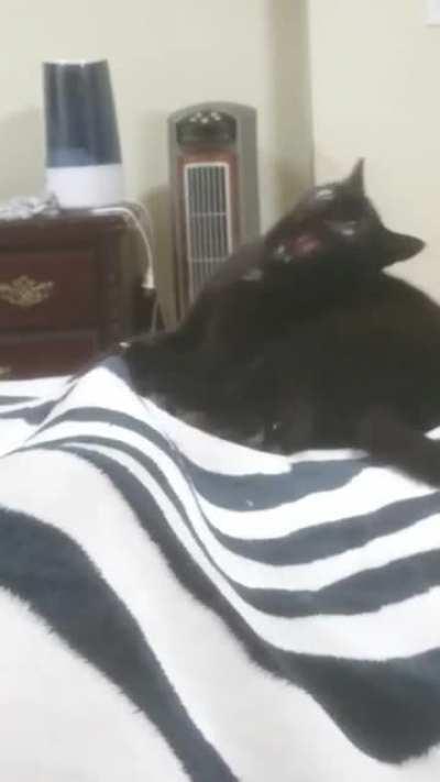 catA little bit of crazy