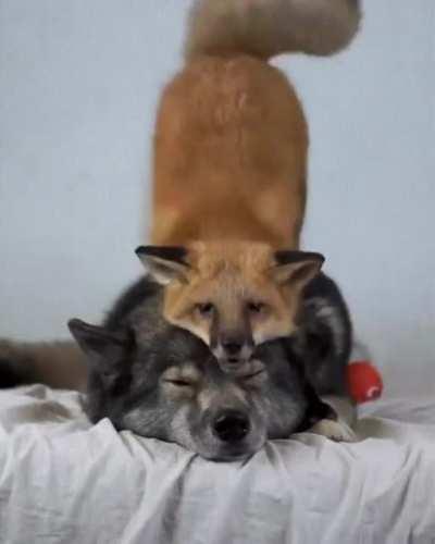 Friendship has no boundaries