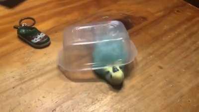 My bird people need me