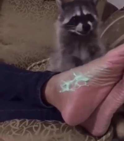 Trash panda gives massage