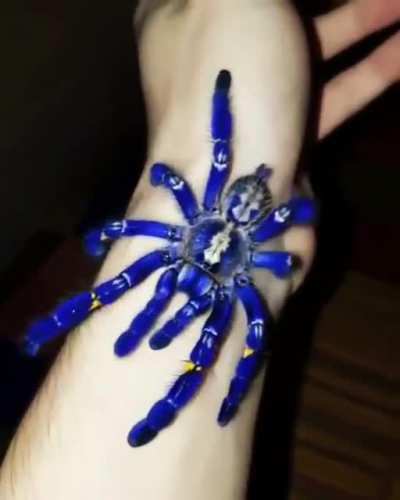 Cobalt blue tarantula