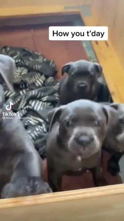 And now a bunch of puppies