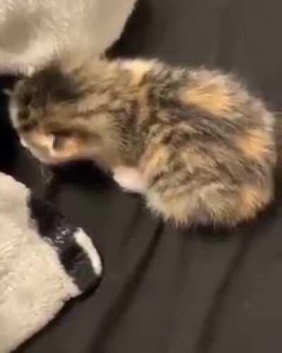 so tiny, yet so yelly (OP is u/Headshot03)