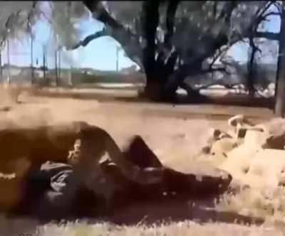 Least Animal Crossing fan