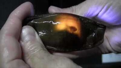 A shark swimming inside its egg!