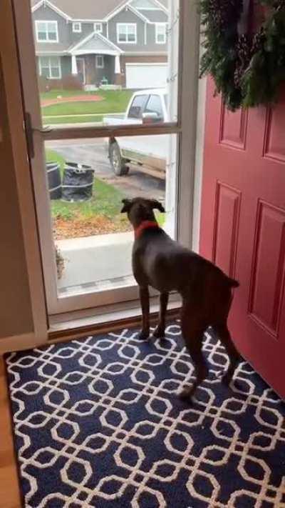 Awesome dog action when see owner is coming back