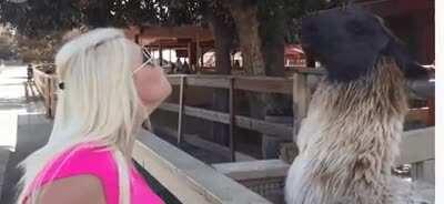 WCGW If i try to seduce a Lama?