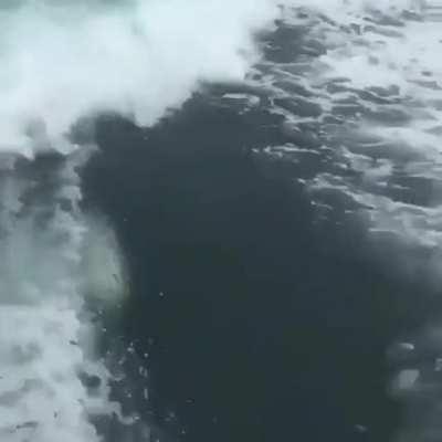 A Curious Killer Whale