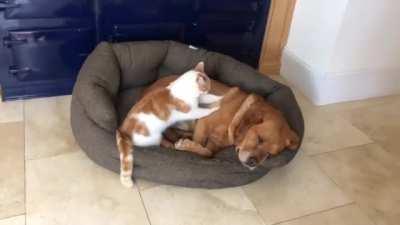 Cat massaging the dog with arthritis in his shoulders
