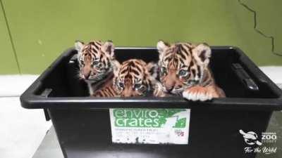 MUST. BOOP. THE. SNOOTS. 🐯