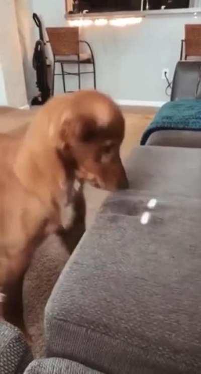 dog eating sunlight
