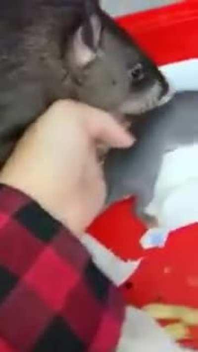 Giant Rat shows her babies