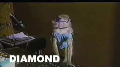 Monkey See, Monkey Do!