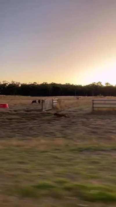 Beautifully tracked, smooth and lit footage of dog running at full speed.
