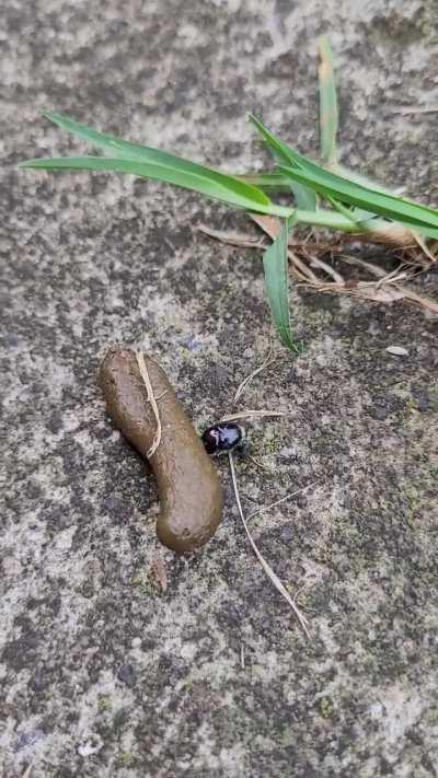 Saw this beetle pushing shit up hill. I feel you mate