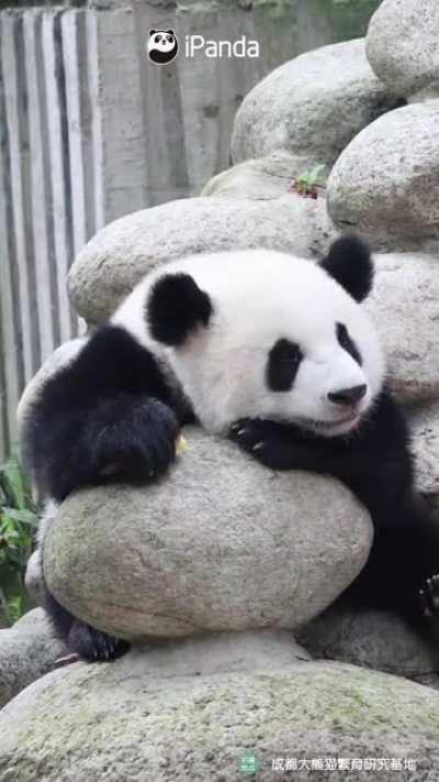 A panda a day keeps the sorrow away