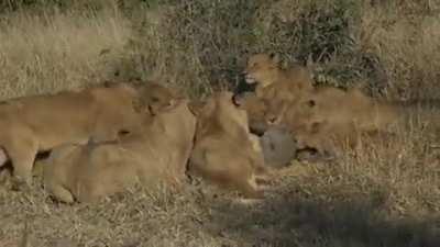 Lions Eating Male Warthog Alive